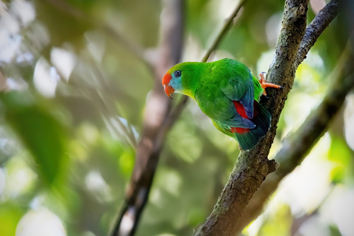 Philippine Hanging-Parrot - ML634914980