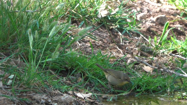 Common Yellowthroat - ML634914998