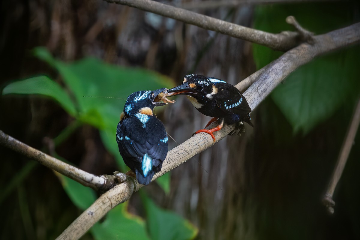 Northern Silvery-Kingfisher - ML634915000