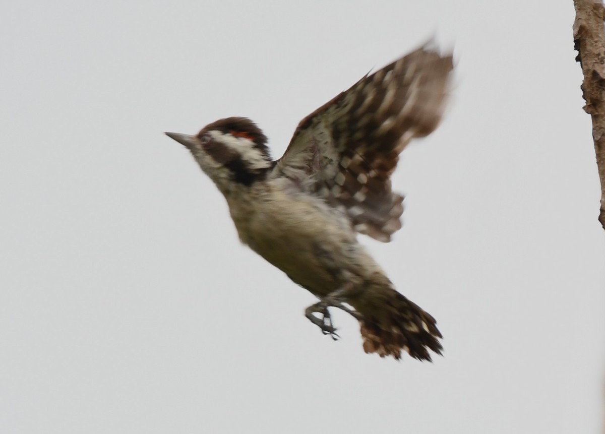 Brown-capped Pygmy Woodpecker - ML634915014