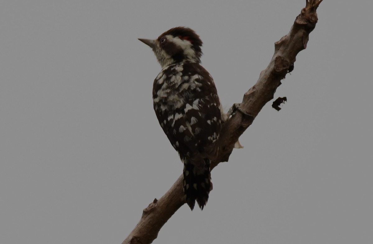 Brown-capped Pygmy Woodpecker - ML634915016