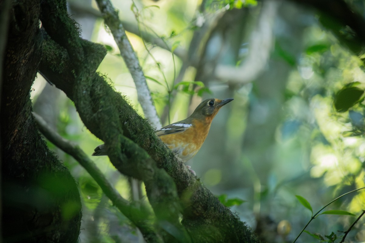 Orange Ground-Thrush - ML634915022