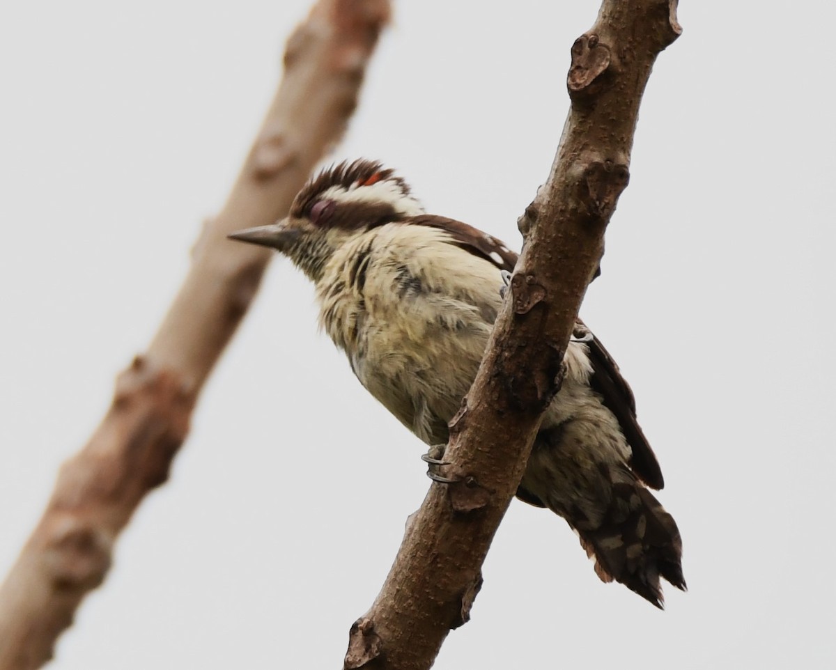 Brown-capped Pygmy Woodpecker - ML634915037