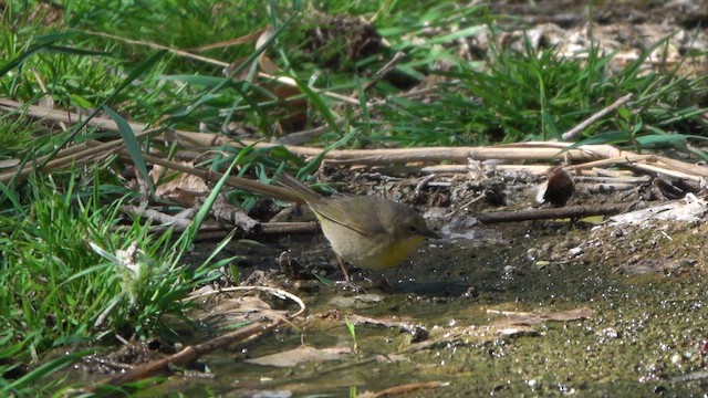 Common Yellowthroat - ML634915042