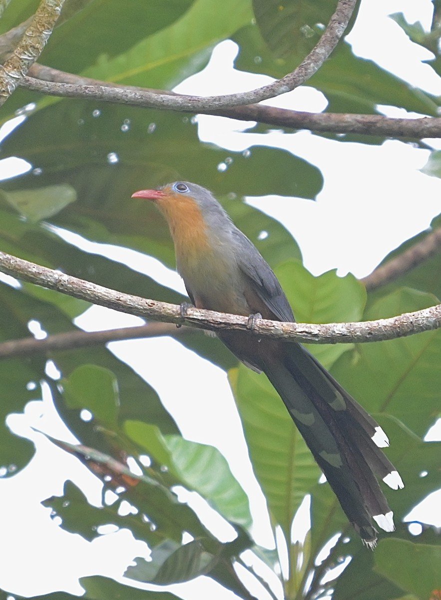 Red-billed Malkoha - ML634915049