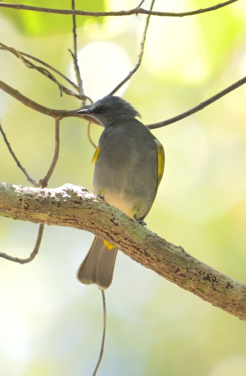 Gray-bellied Bulbul - ML634915091