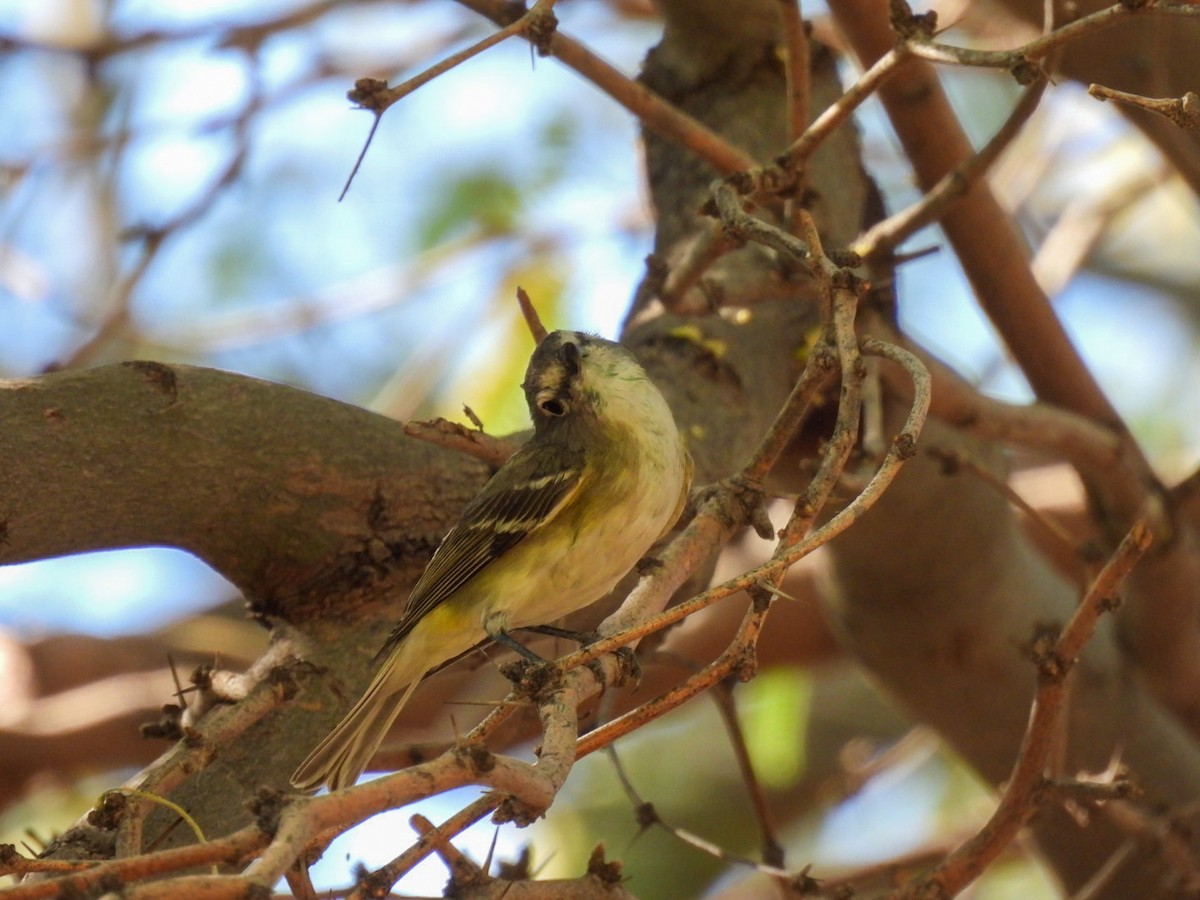 Cassin's Vireo - ML634915115