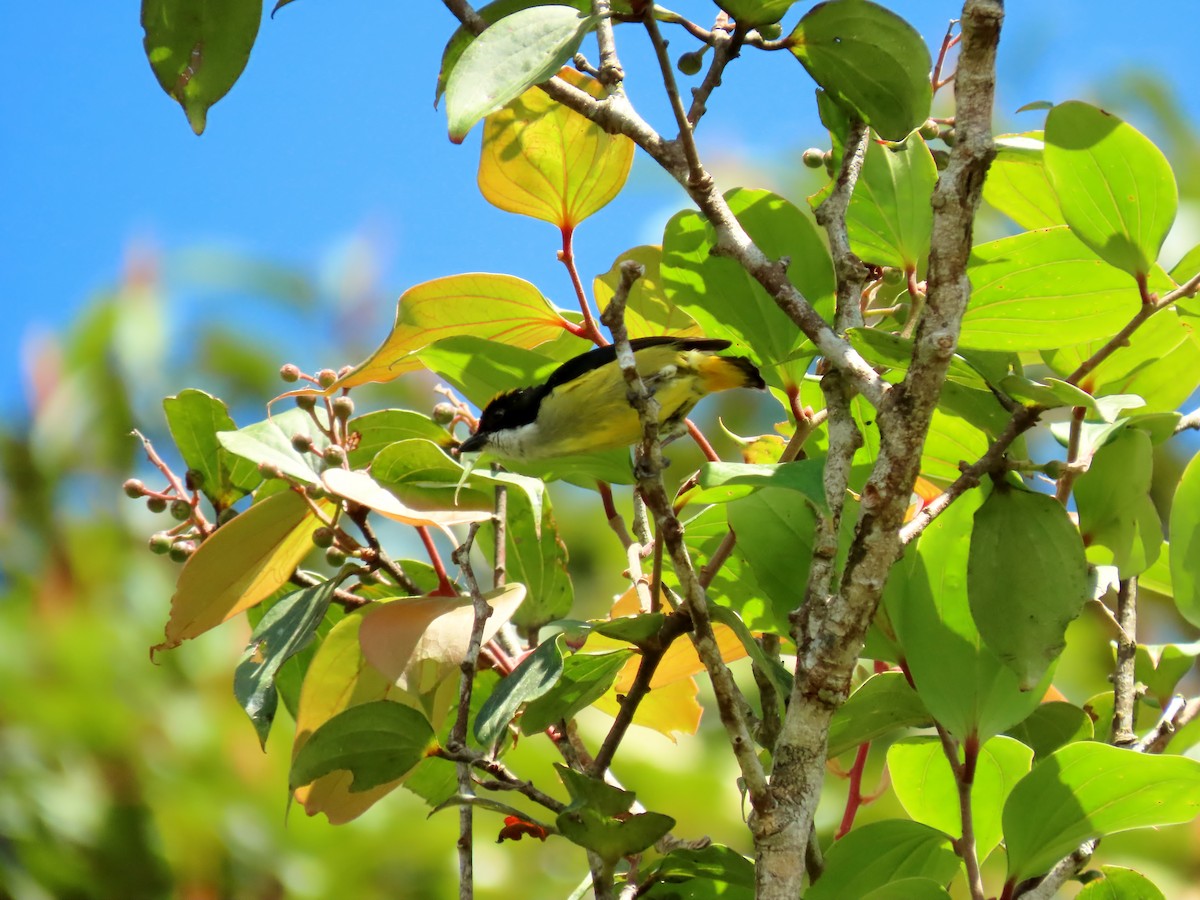Yellow-crowned Flowerpecker - ML634915116