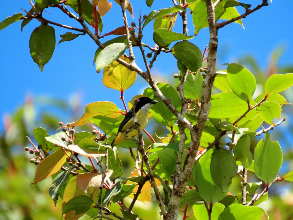 Yellow-crowned Flowerpecker - ML634915117