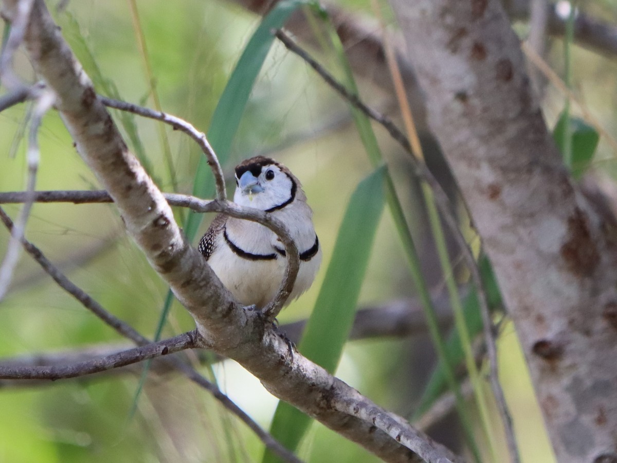 Double-barred Finch - ML634915132