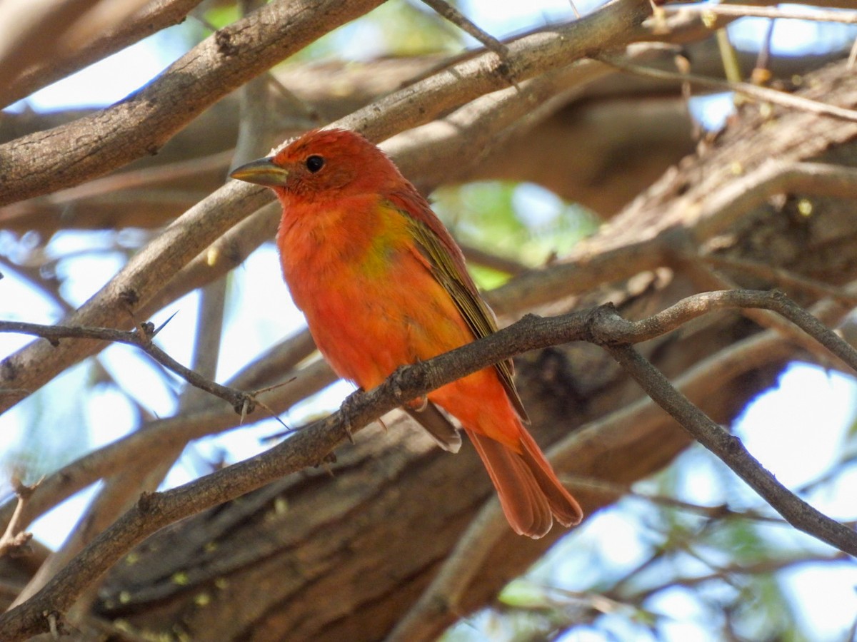 Summer Tanager - ML634915151