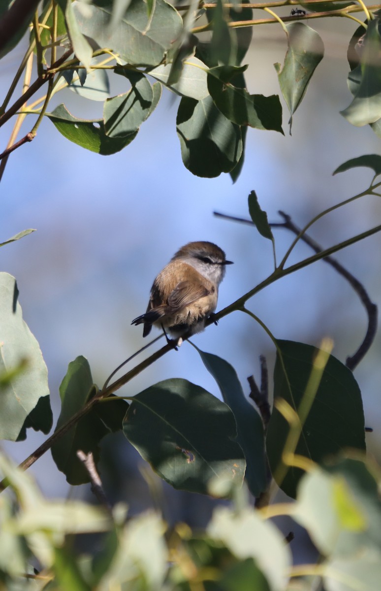 Brown Gerygone - ML634915153