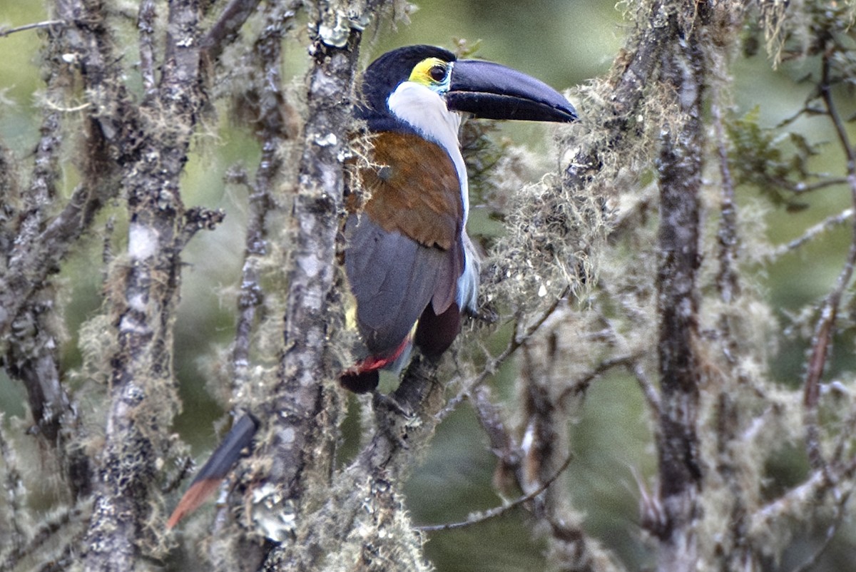 Black-billed Mountain-Toucan - ML634915195