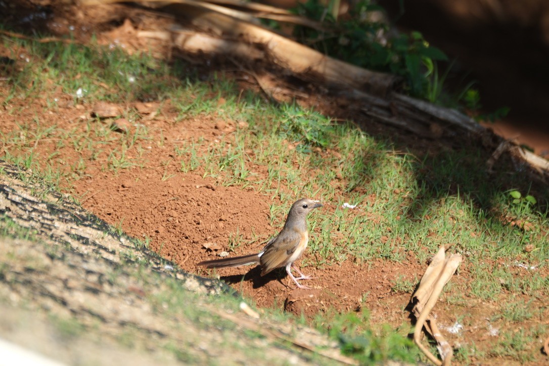 White-rumped Shama - ML634915200