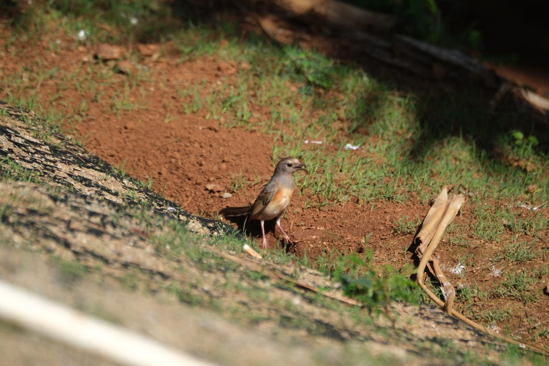 White-rumped Shama - ML634915202