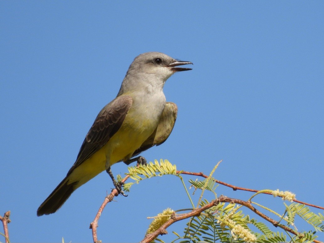Western Kingbird - ML634915229