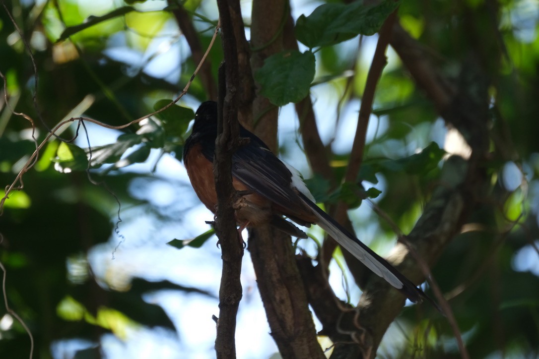 White-rumped Shama - ML634915253