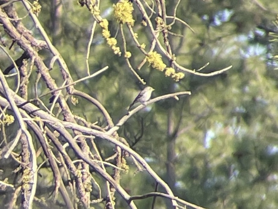 Gray Flycatcher - ML634915280