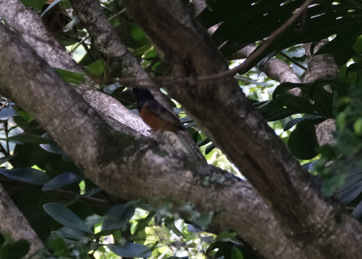 White-rumped Shama - ML634915397
