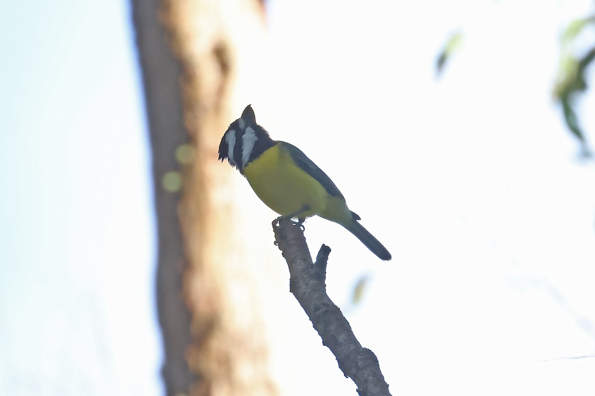 Eastern Shrike-tit - ML634915464