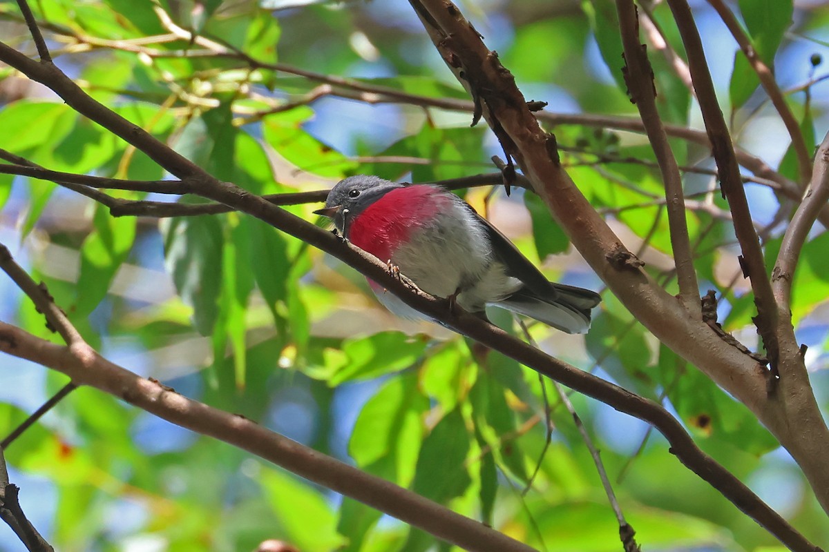 Rose Robin - ML634915475