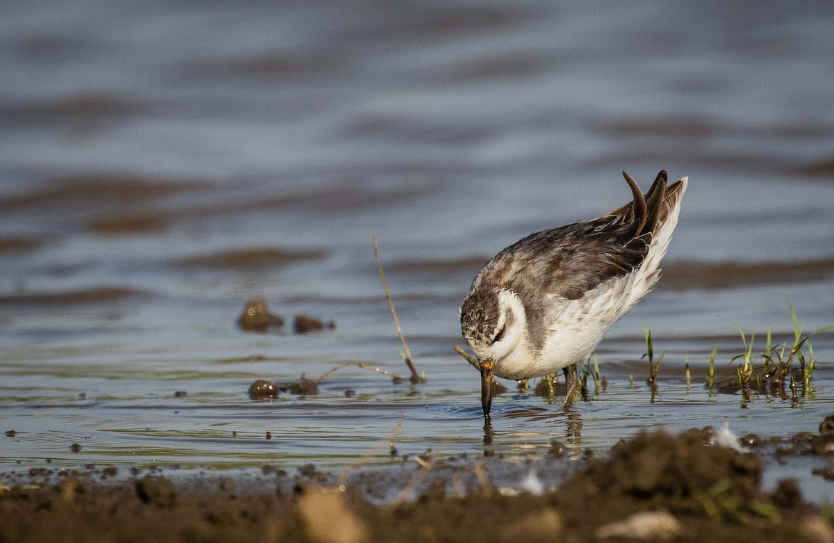 Red Phalarope - ML634915481