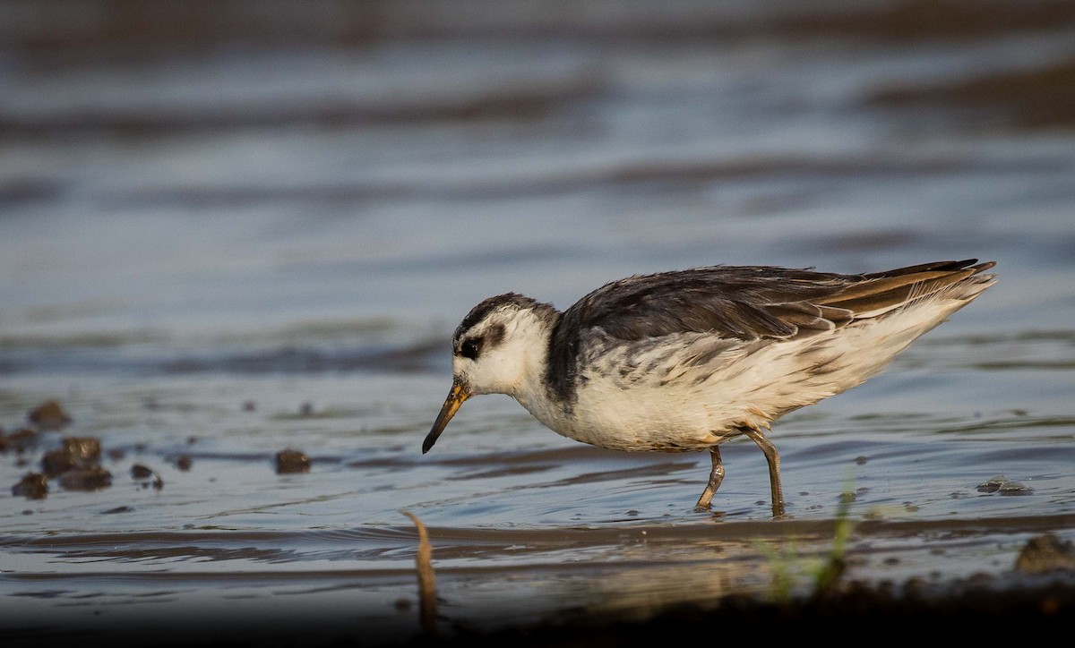 Red Phalarope - ML634915482