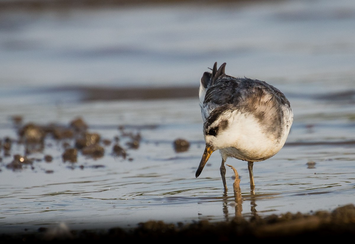 Red Phalarope - ML634915483
