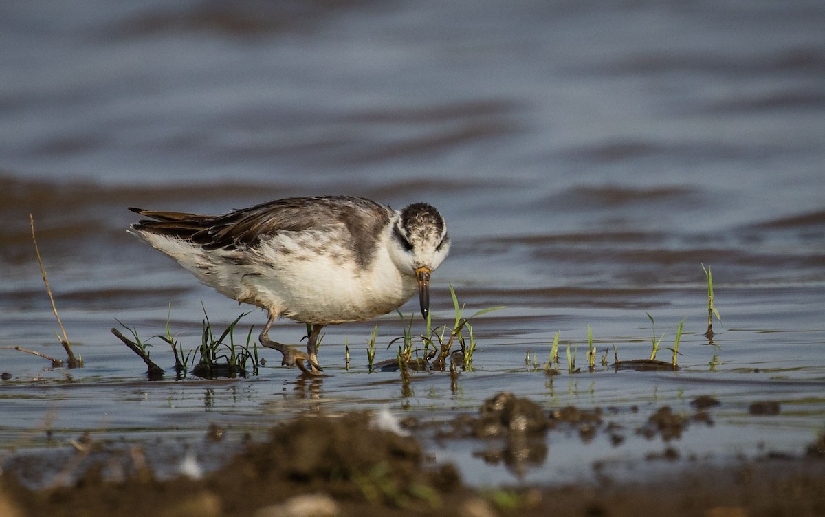 Red Phalarope - ML634915484