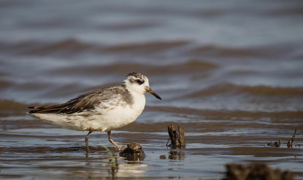 Red Phalarope - ML634915485