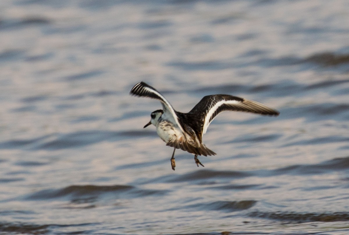 Red Phalarope - ML634915486