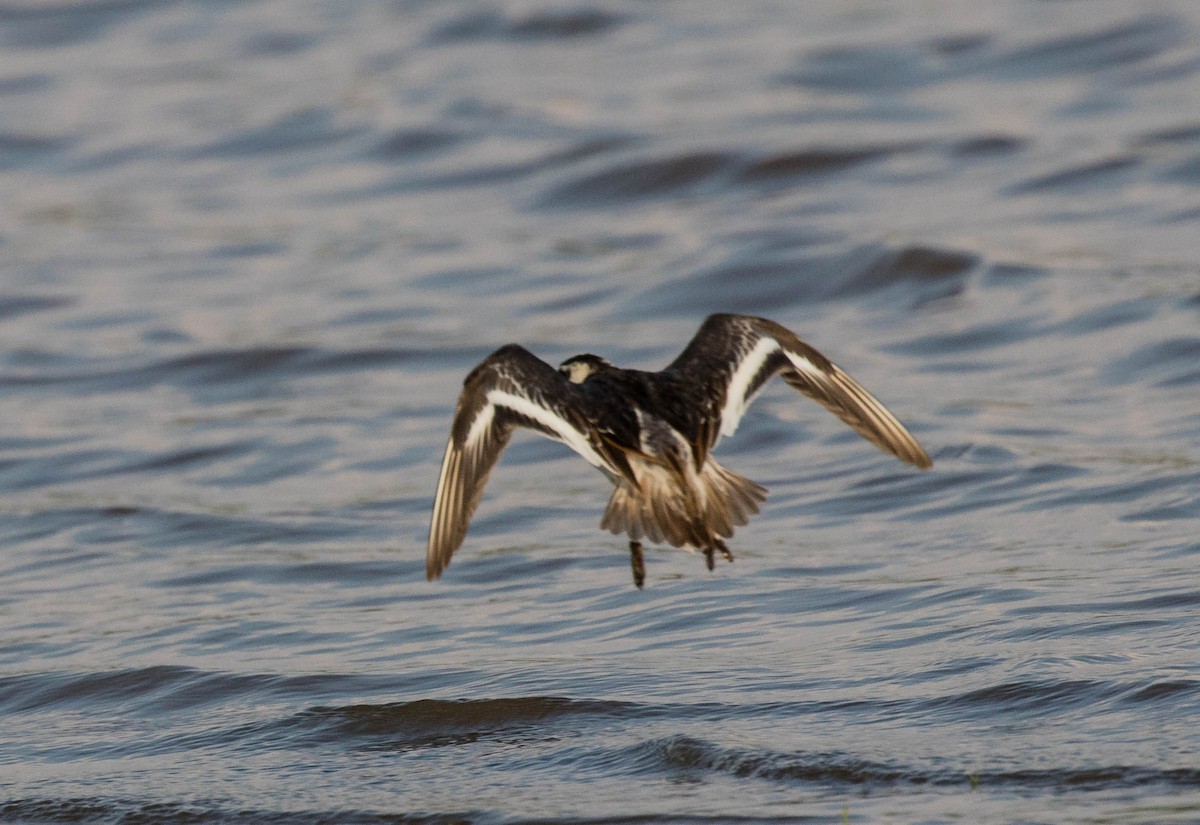Red Phalarope - ML634915487