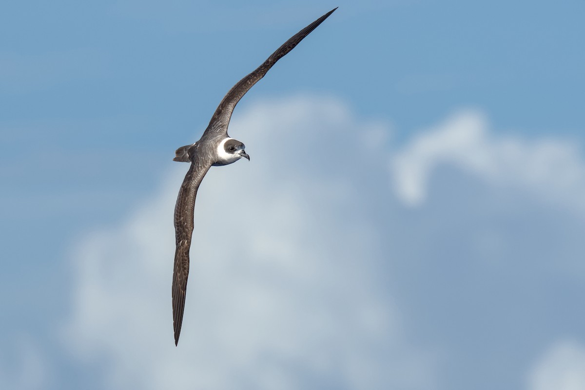 Pétrel de Vanuatu - ML634915508