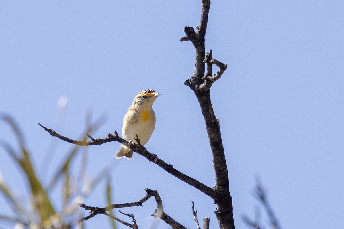 Red-browed Pardalote - ML634915555