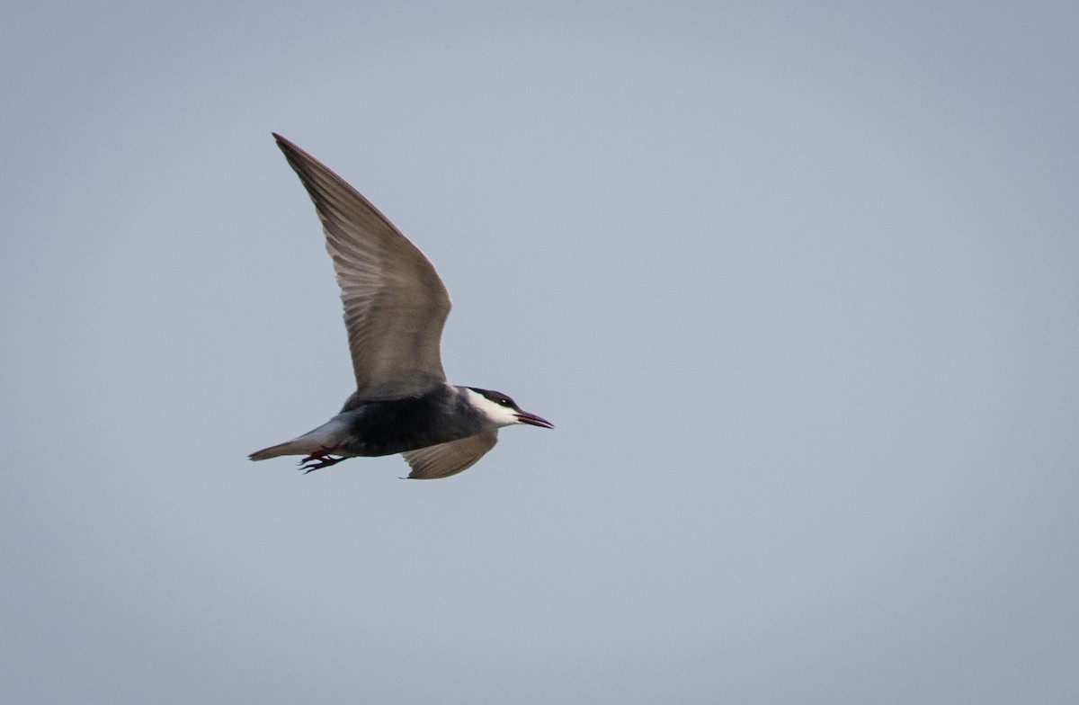 Whiskered Tern - ML634915661