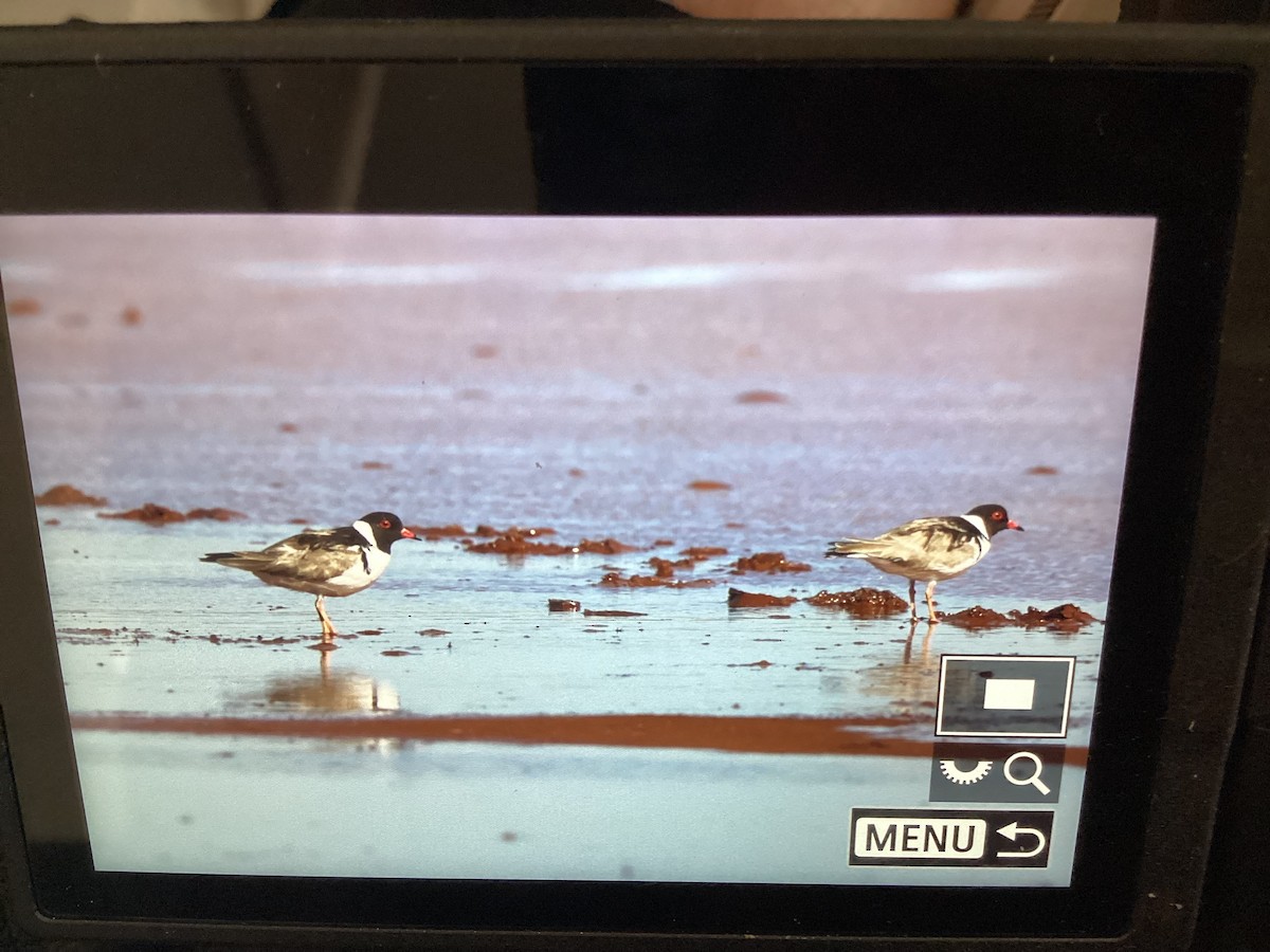 Hooded Plover - ML634915770