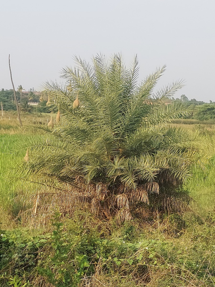 Baya Weaver - ML634915783