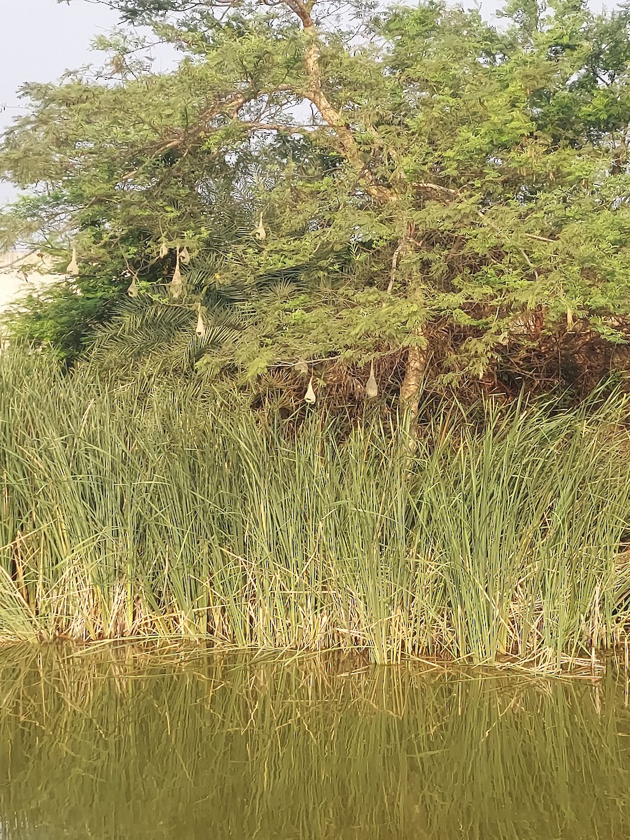 Baya Weaver - ML634915784