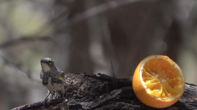 myrteparula (coronata x auduboni) - ML634915907