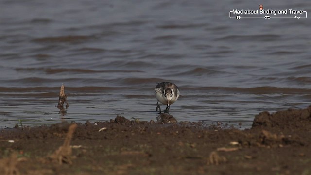 Red Phalarope - ML634915912