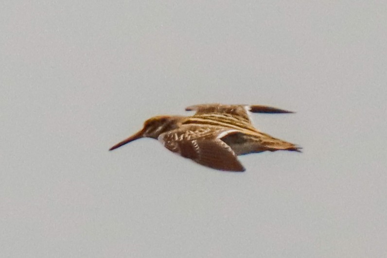 Jack Snipe - ML634915932