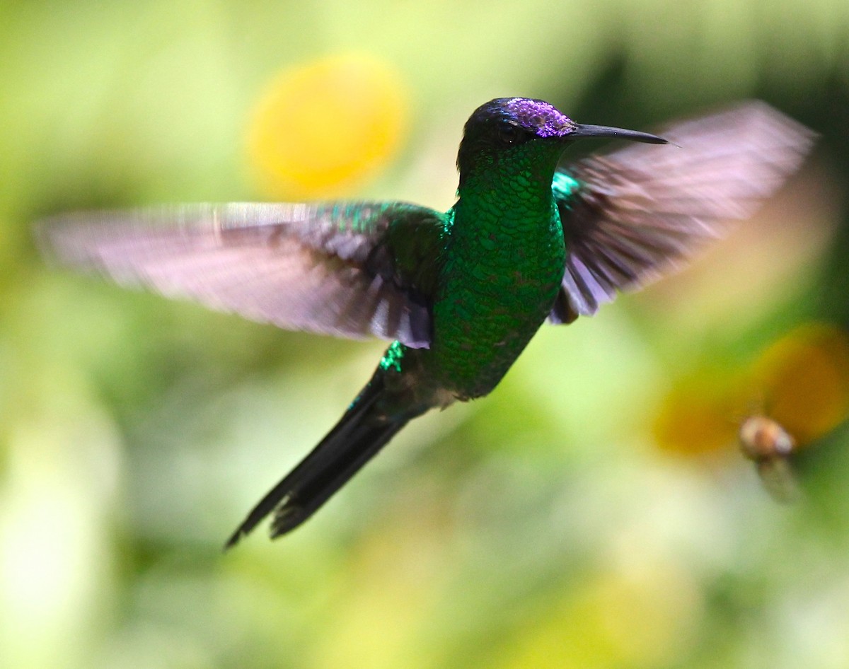 Violet-capped Woodnymph - Dave Czaplak