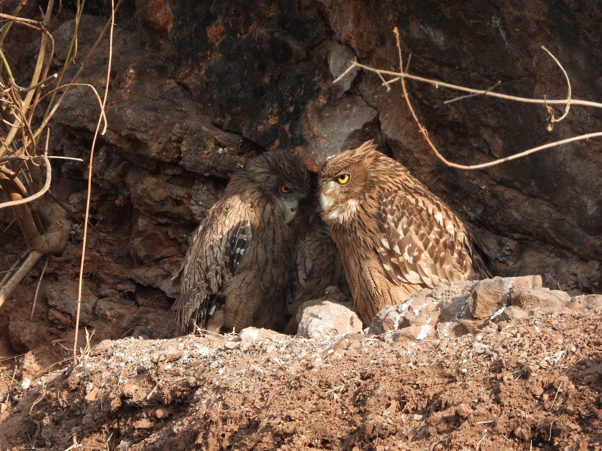 Brown Fish-Owl - ML634916217