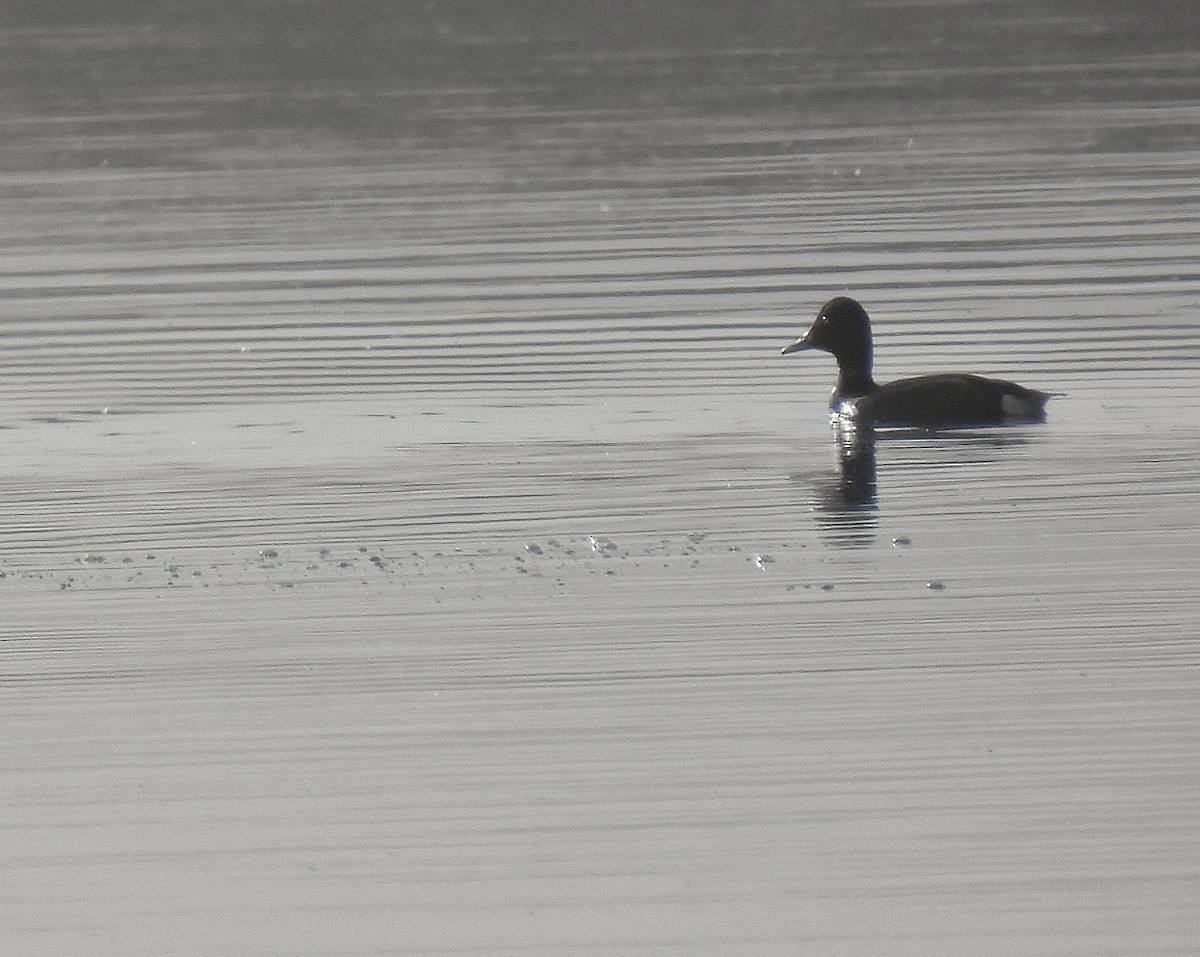 Ferruginous Duck - ML634916248