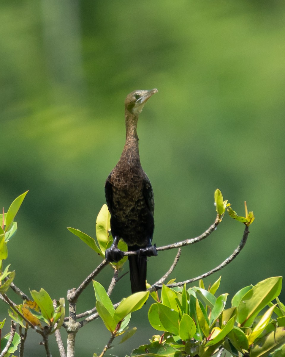 Little Cormorant - ML634916250