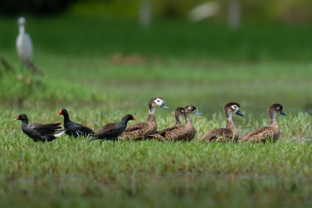 Andaman Teal - ML634916257