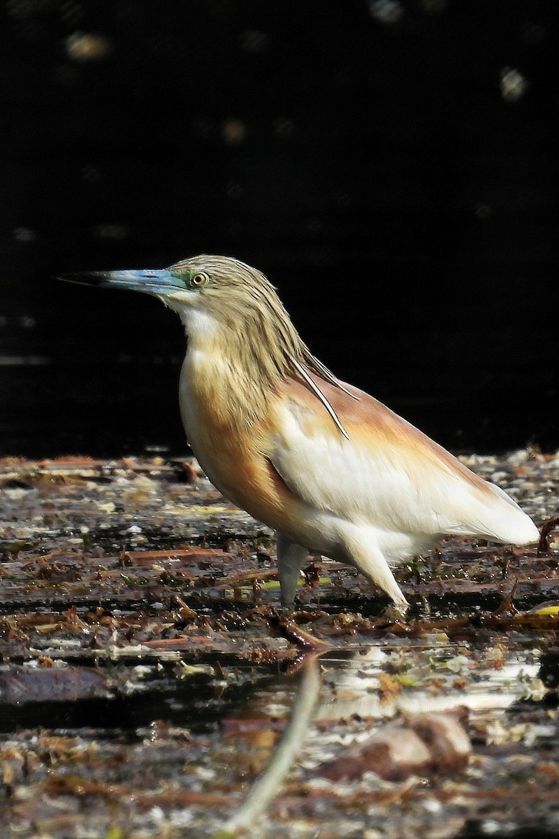Squacco Heron - ML634916369