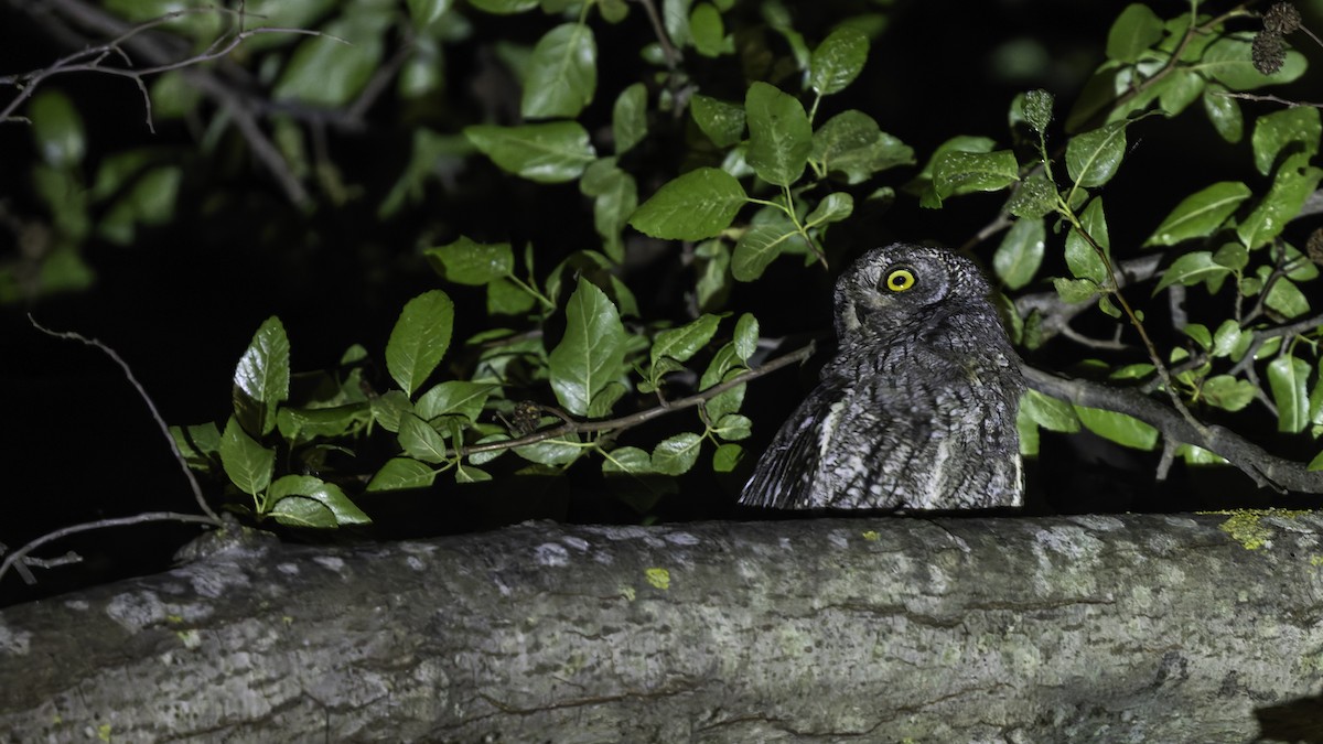 Cyprus Scops-Owl - ML634916394