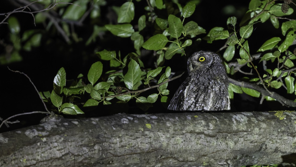 Cyprus Scops-Owl - ML634916395