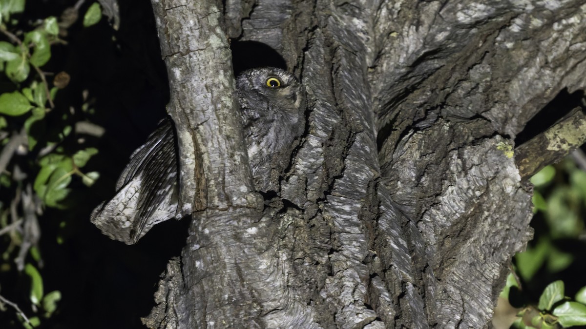 Cyprus Scops-Owl - ML634916397